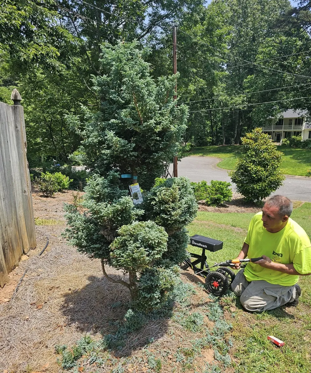 Ken Davies shaping an evergreen shrub with a pole hedge trimmer on a Woodstock job