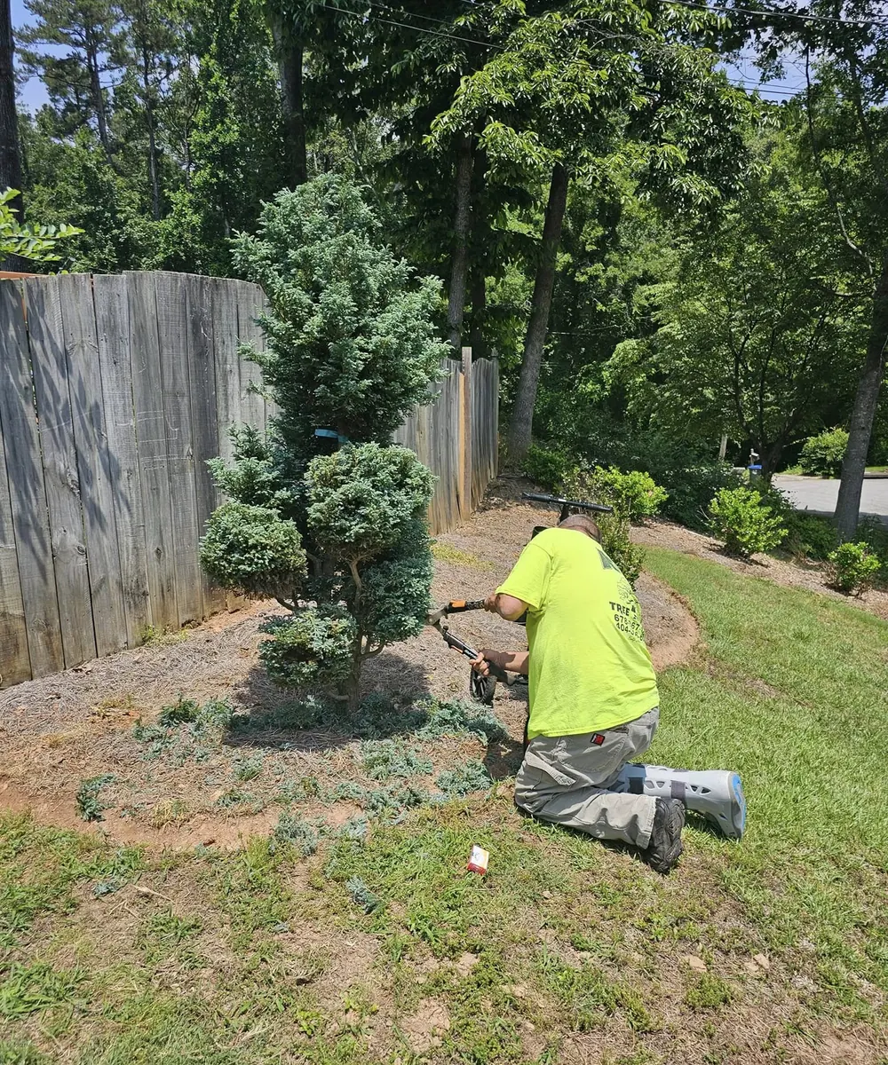 Precision trimming an ornamental evergreen along a fence line