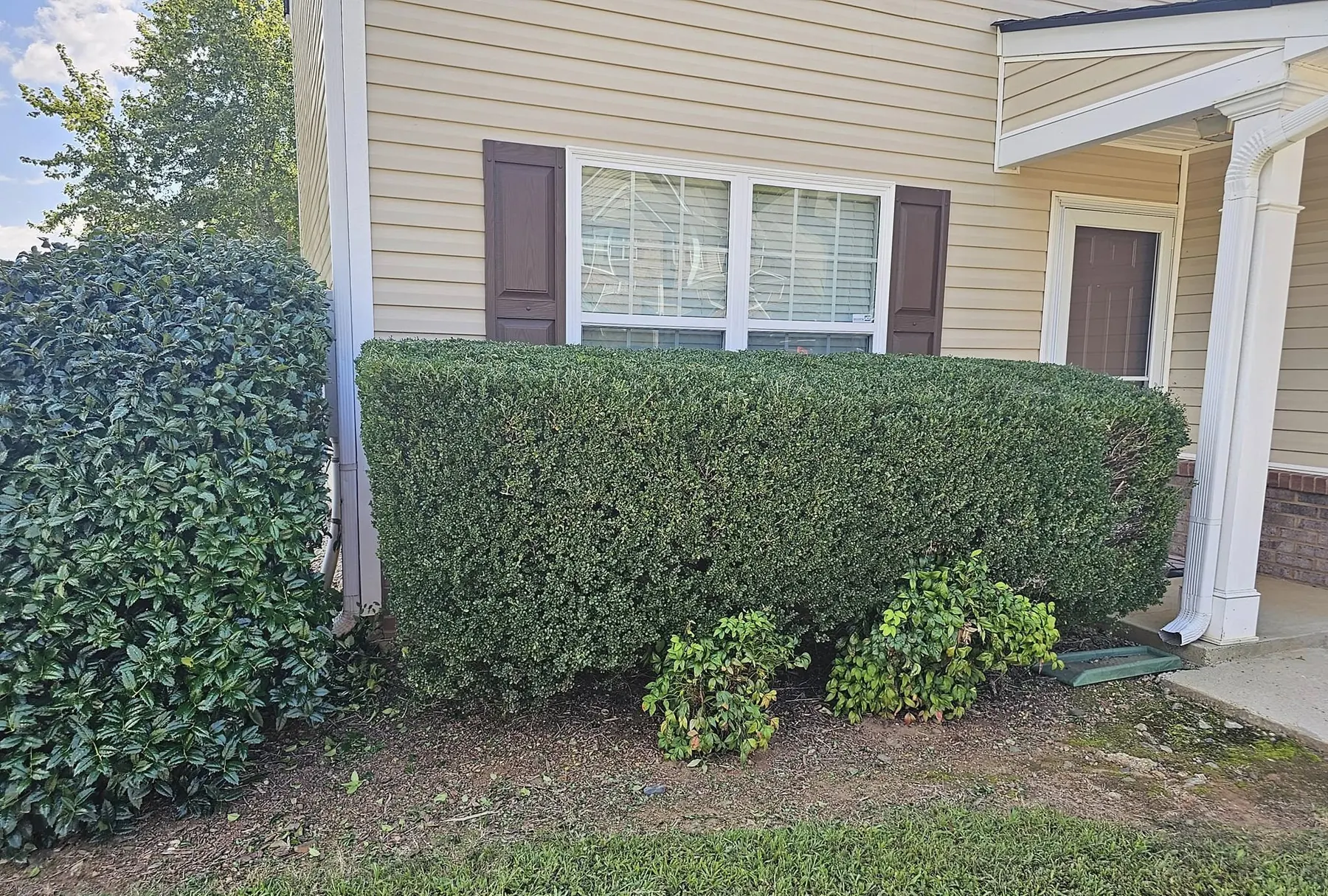 Freshly squared hedge line along a Woodstock home
