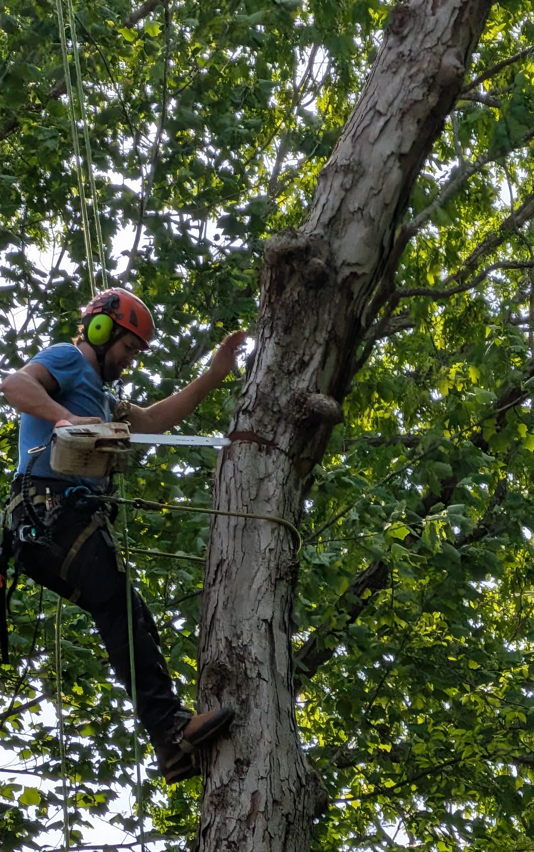 KND climber with a chainsaw taking a large trunk down in sections