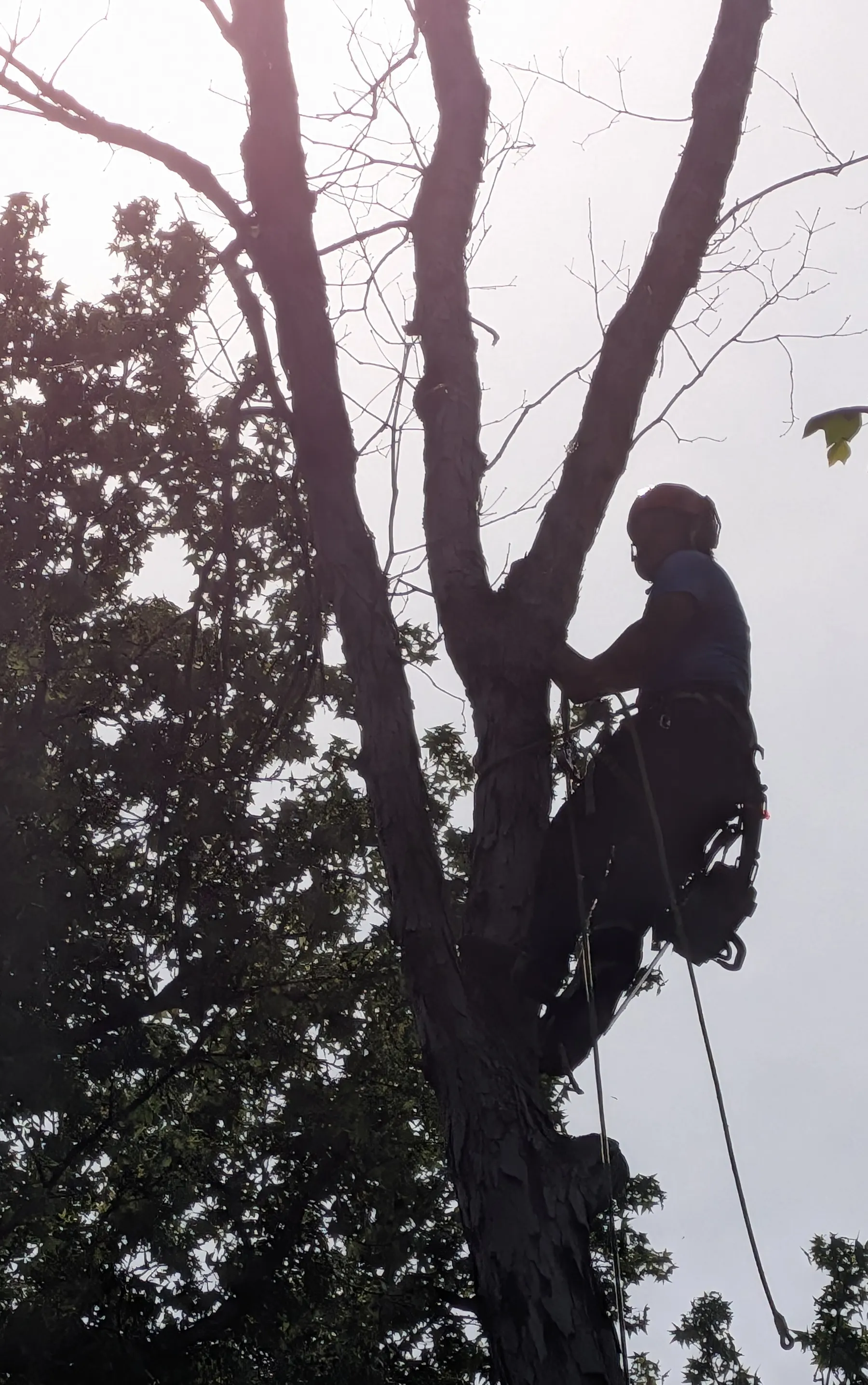 KND climber roped in high in a hardwood during a tree removal in Woodstock, GA