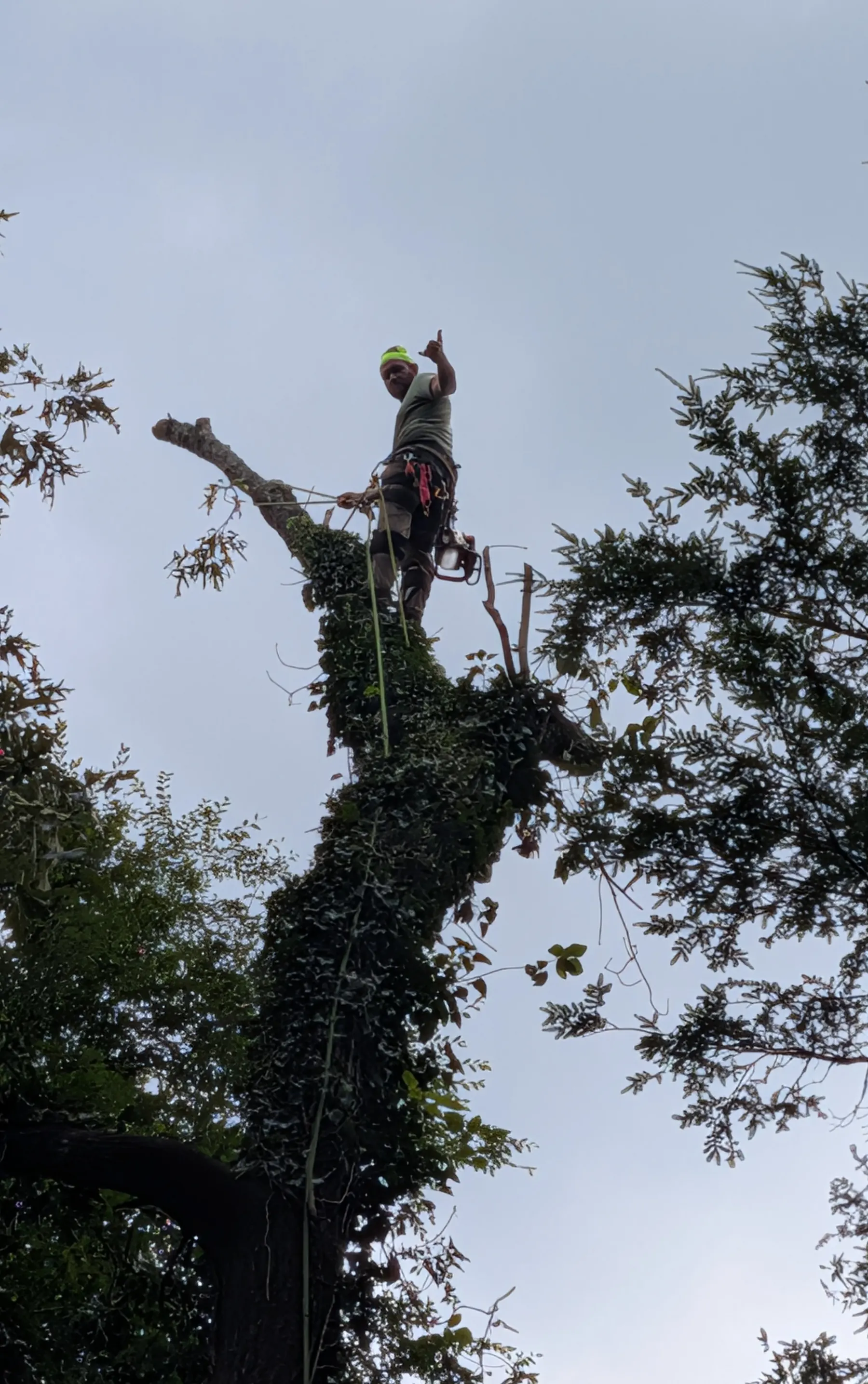 Climber topping out a tall tree over a residential lot